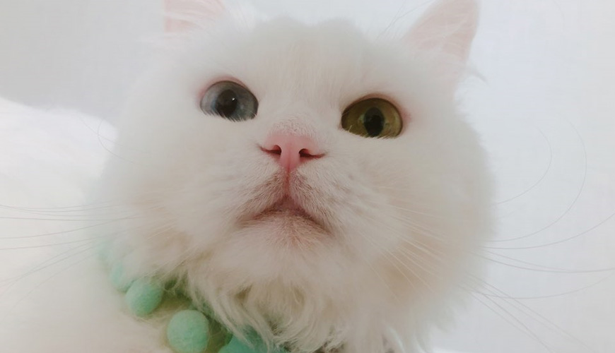 멍멍이